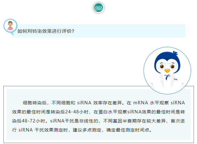 如何对转染效果进行评价？细胞转染后，不同细胞和 siRNA 效率存在差异。在 mRNA 水平观察 siRNA 效果的最佳时间是转染后24-48小时，在蛋白水平观察siRNA效果的最佳时间是转染后48-72小时。siRNA干扰是非线性的，不同基因半衰期存在较大差异，首次进行 siRNA 干扰效果测定时，建议多点测定，确定最佳测定时间点。